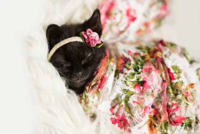 A black kitten wrapped in floral fabric, wearing a small pink flower headband, sleeping on white fluffy fur