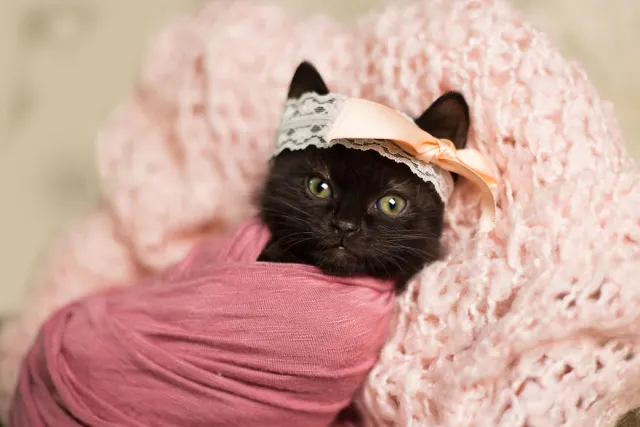 A black kitten with green eyes wrapped in a pink cloth, wearing a lace and bow headband, against a pink textured blanket