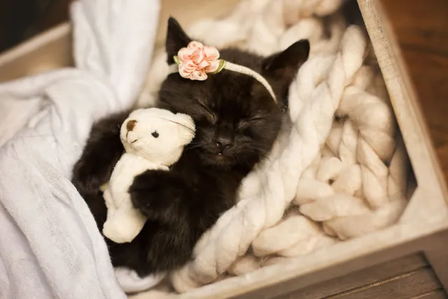 A black kitten wearing a flower headband sleeping next to a small white teddy bear toy, nestled in chunky white yarn
